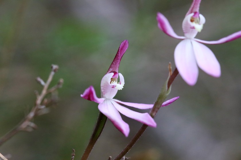 2. Caladenia carnea
