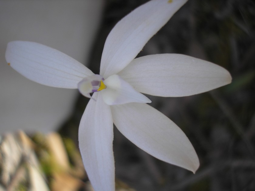 3. Glossodia major (white form)
