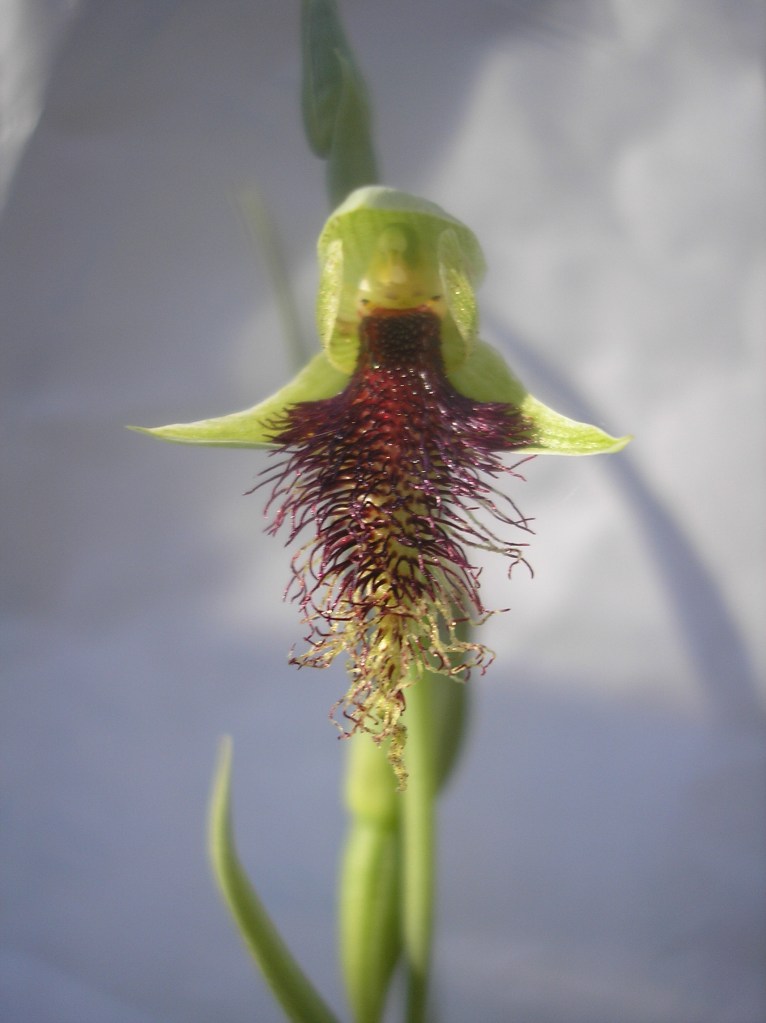 4. Calochilus platychilus