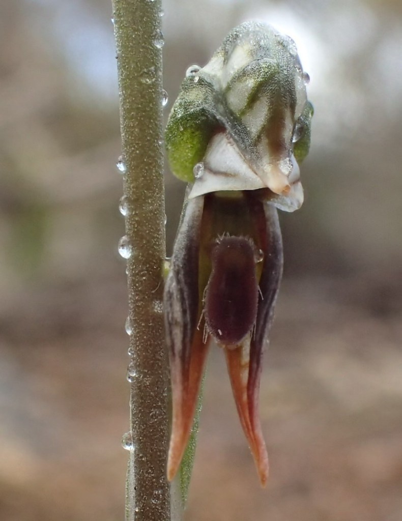 5. Oligochaetochilus pusillus