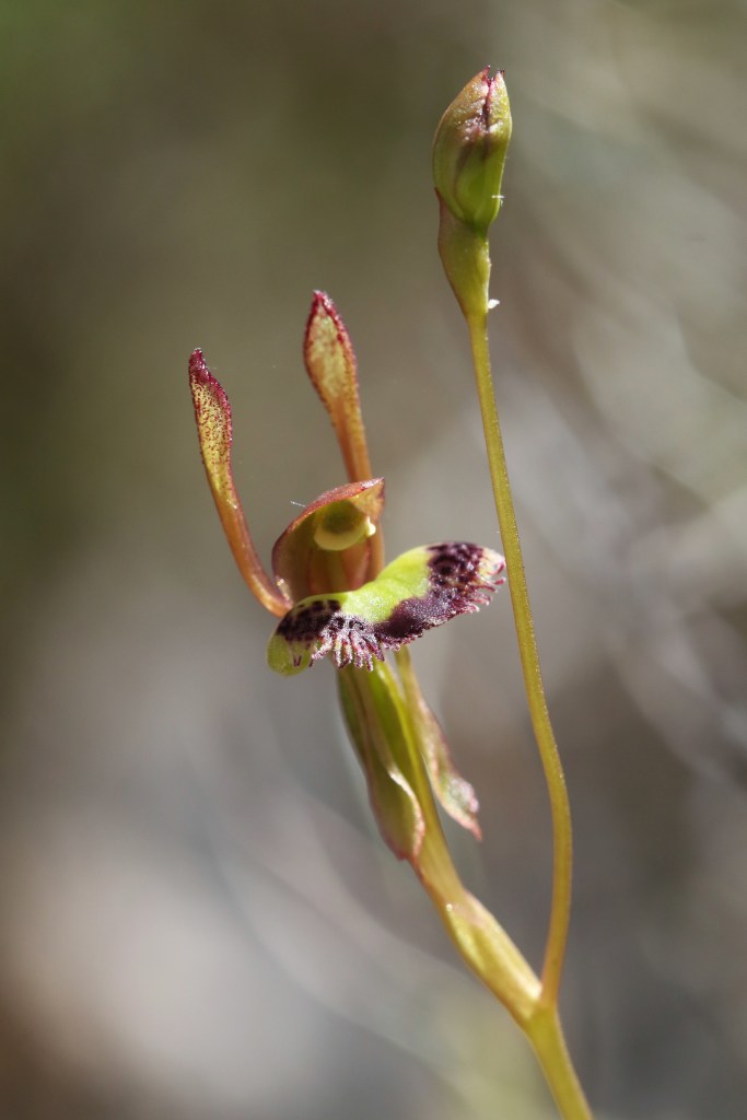 1. Leporella fimbriata