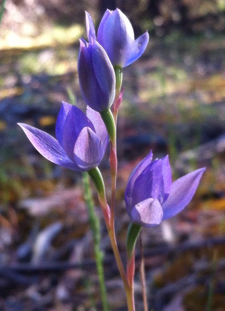 3. Thelymitra sp.