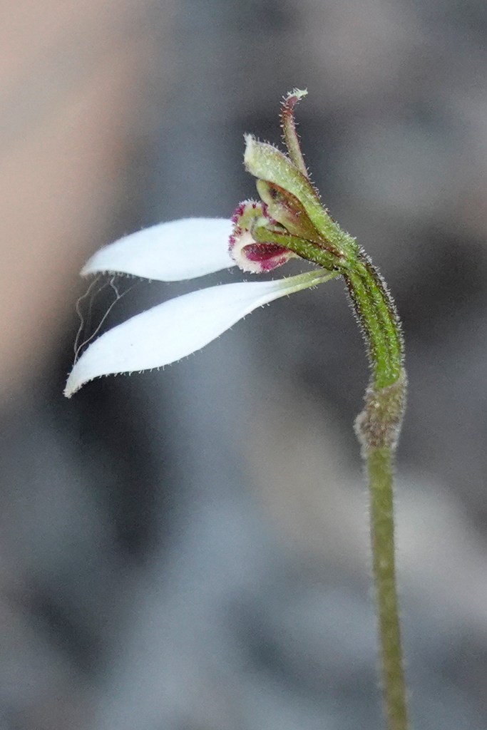 4. Eriochilus sp.