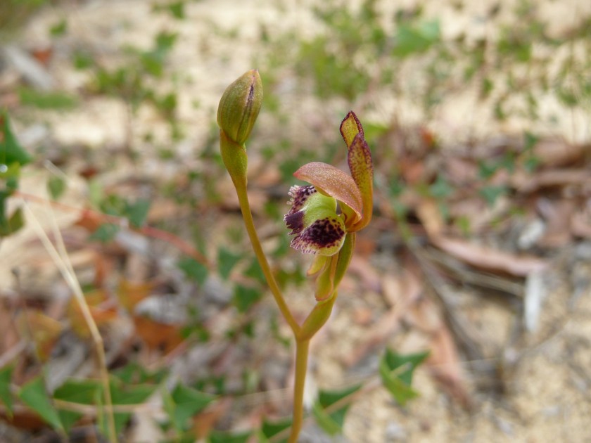5. Leporella fimbriata