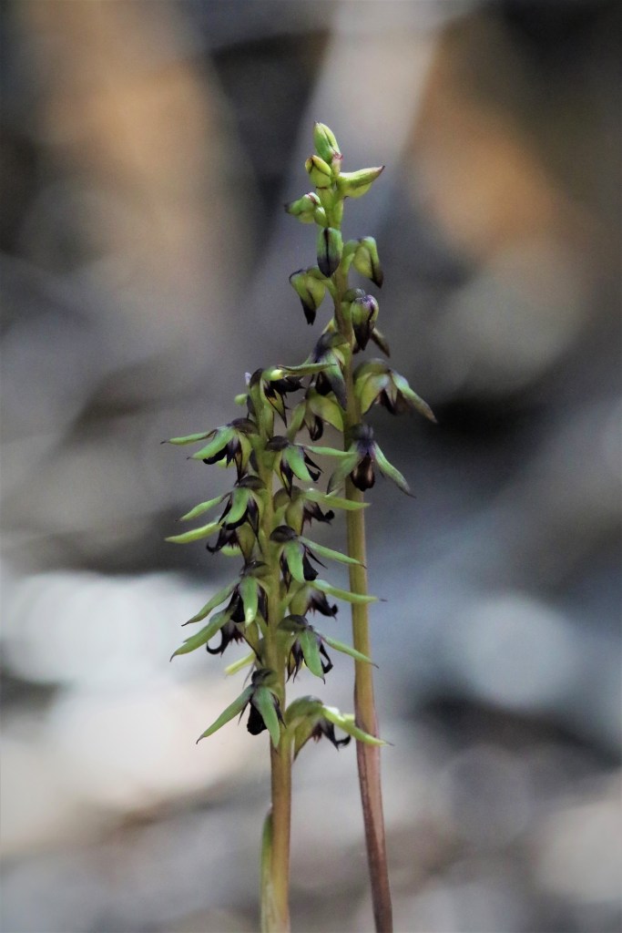 1. Corunostylis pair