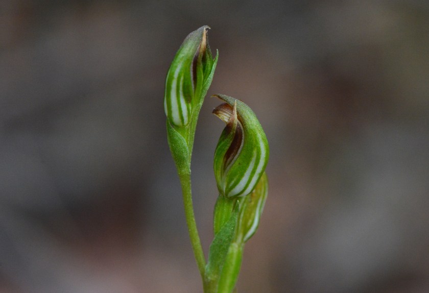 2. Pterostylis corpulenta