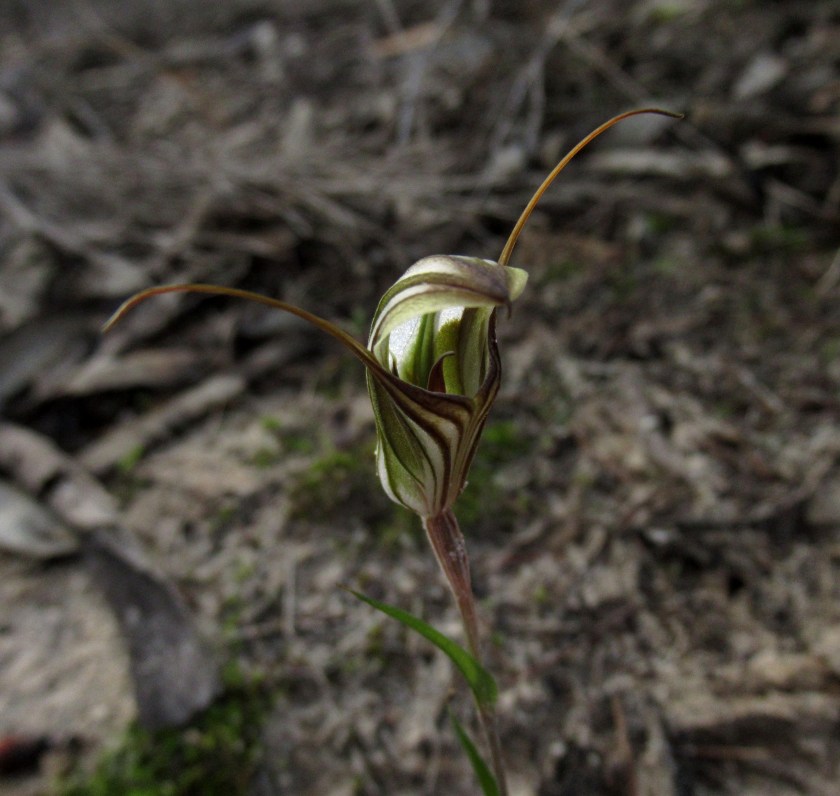 1. Diplodium dolichochilus