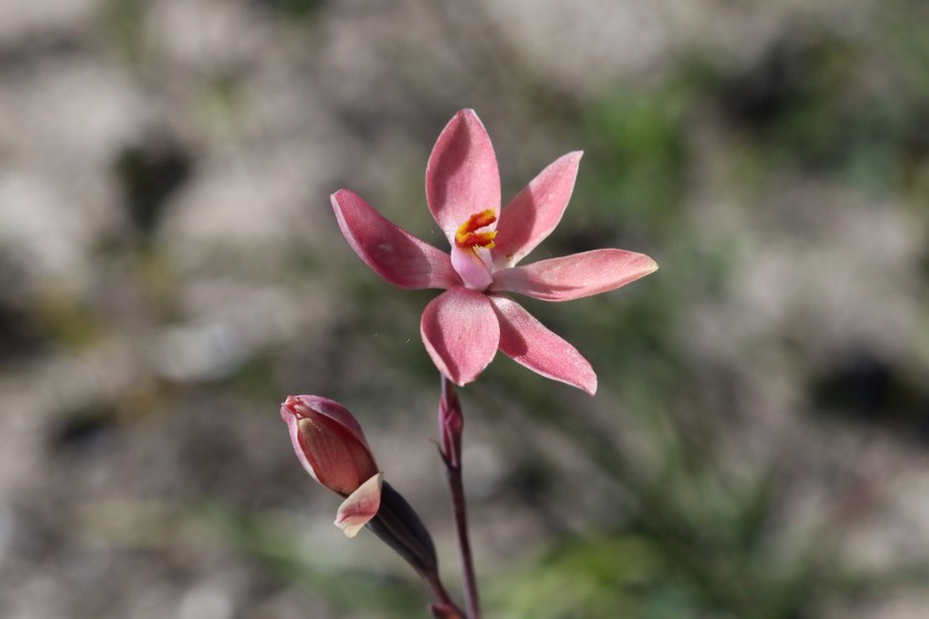 2. Thelymitra x macmillanii