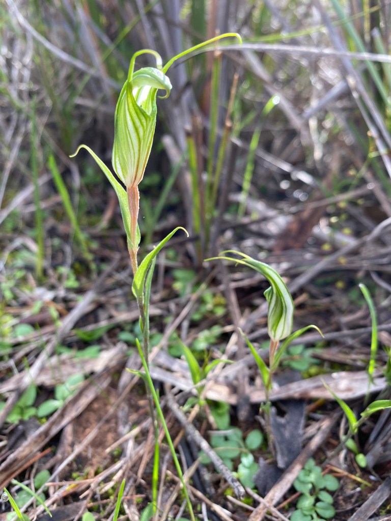 Do you know any good Fat & Skinny jokes?