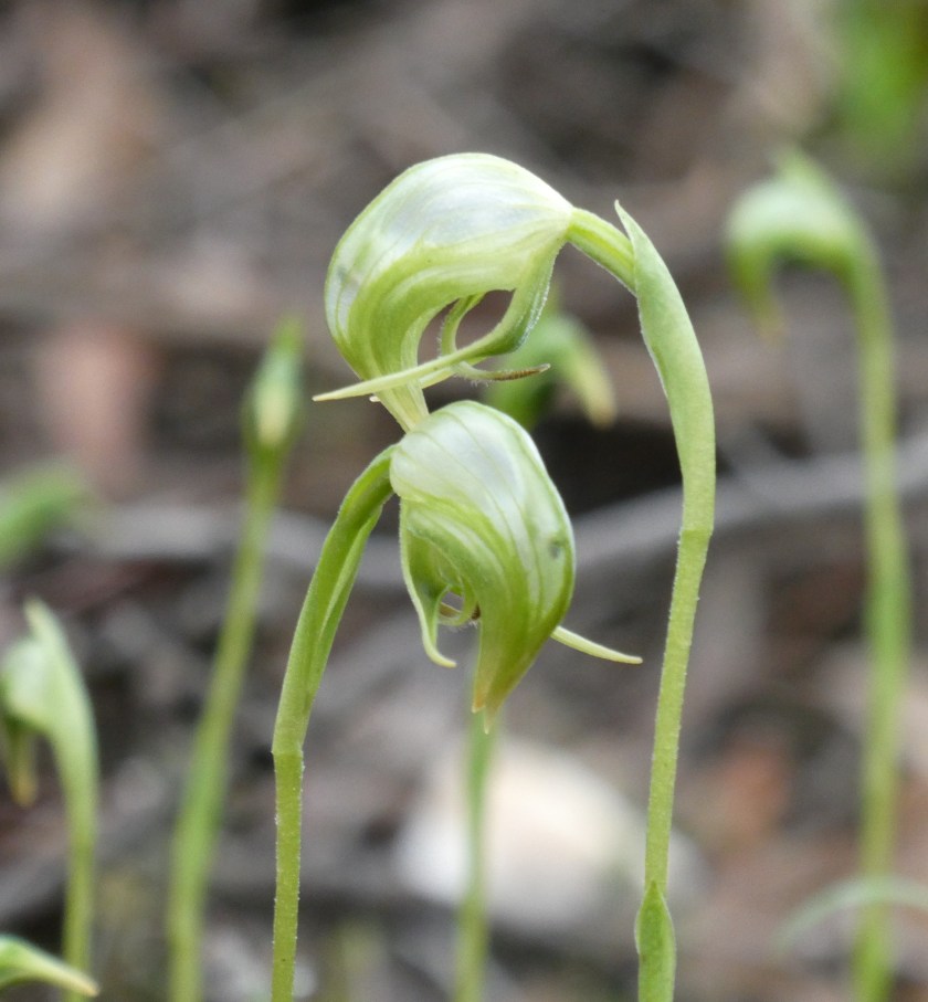 1. Pterostylis nutans