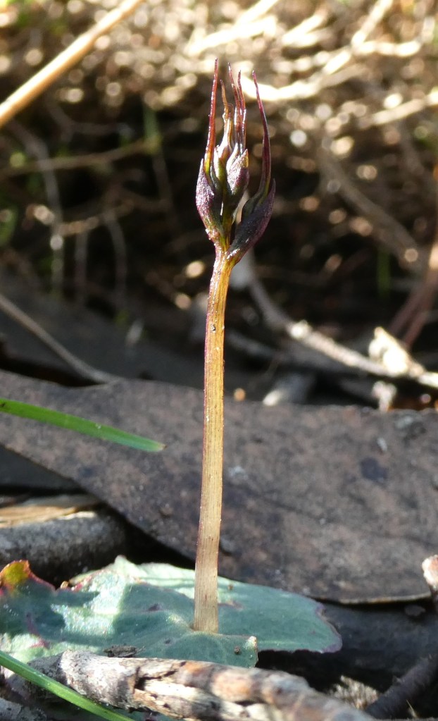 4. Nemacianthus caudatus