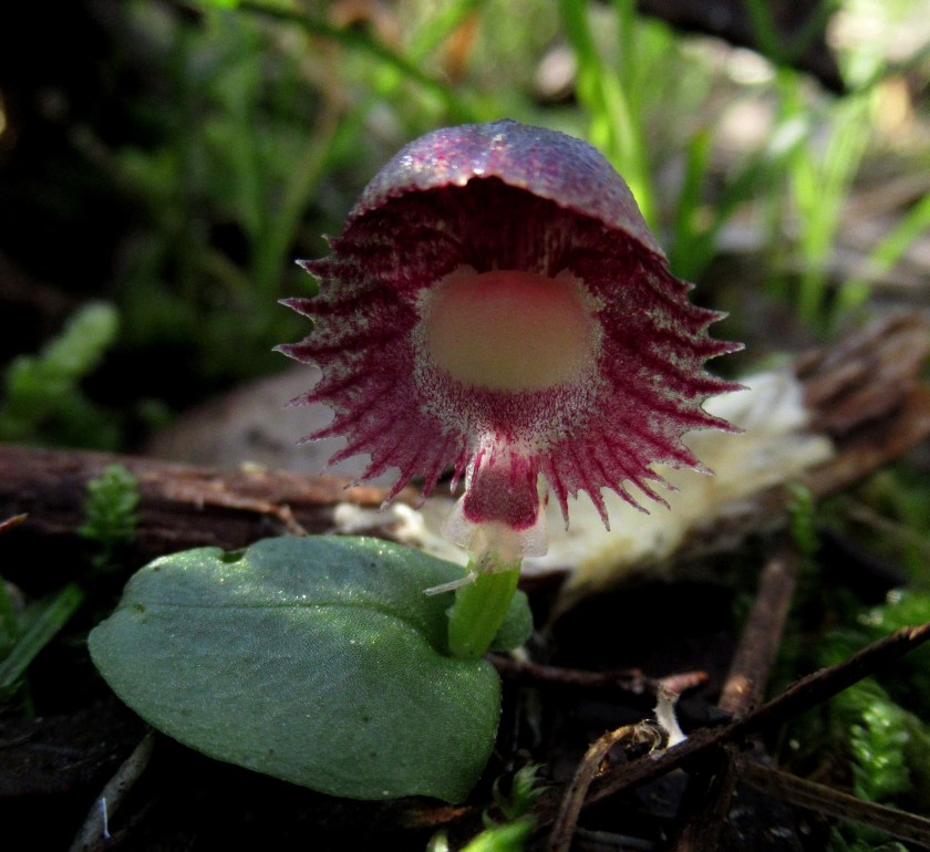 6. Corysanthes diemenica