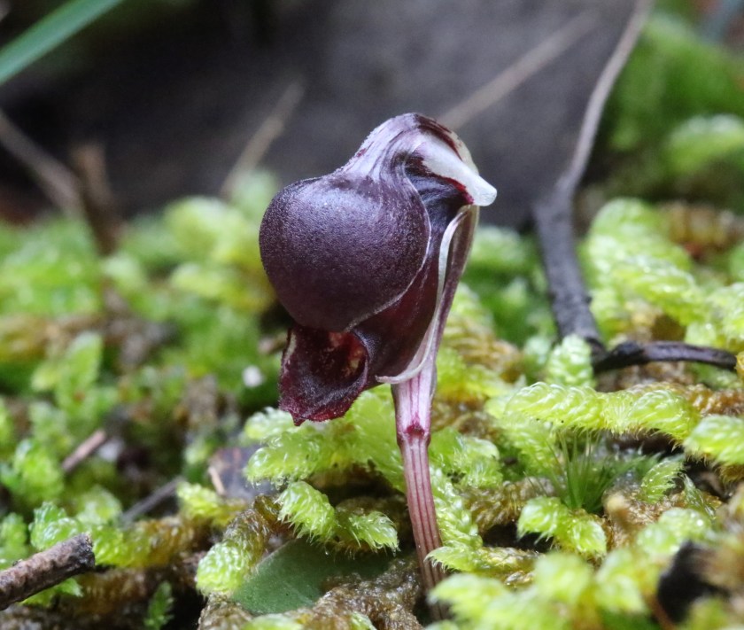 7. Anzybas unguiculata