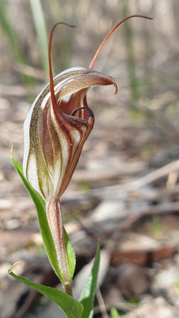 A - I'm telling you, I read it in the 2022 article ‘Evolutionary Relationships and Range Evolution of Greenhood Orchids’...