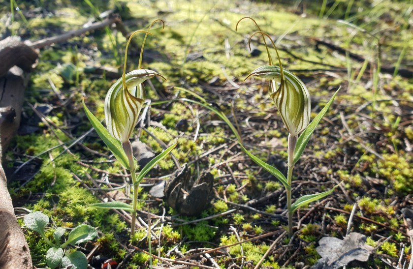 B Mobile Phone Prices