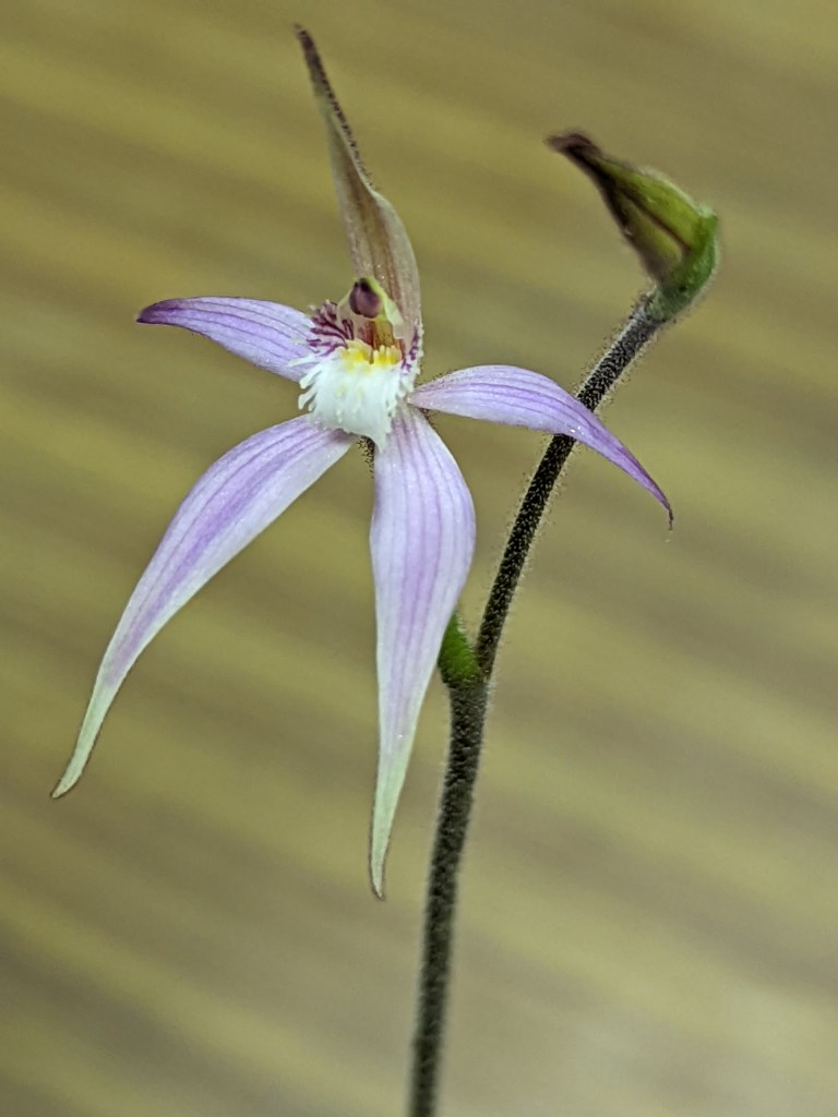 1. Caladenia latifolia x rigida