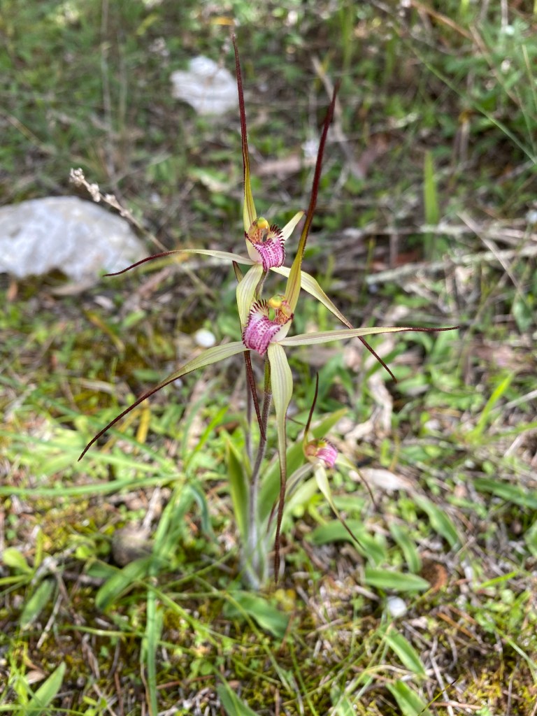 2. C. brumalis x latifolia
