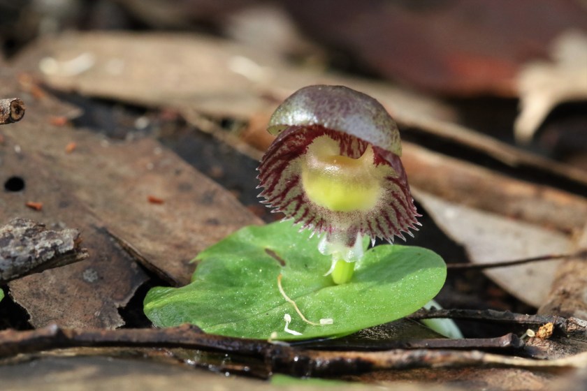 3. Corysanthes diemenica