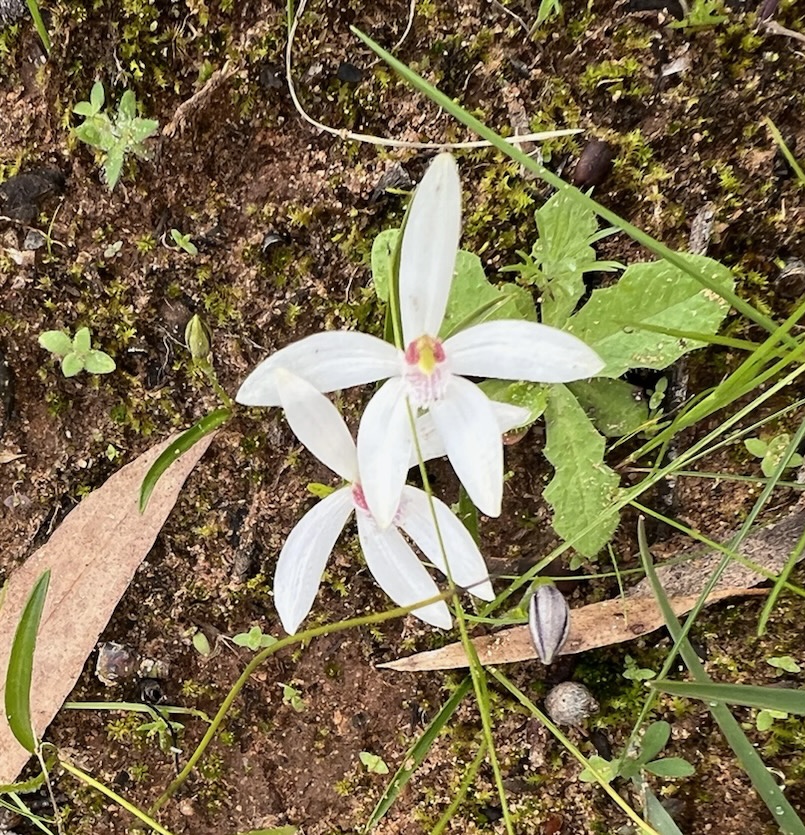 4. Caladenia stellata