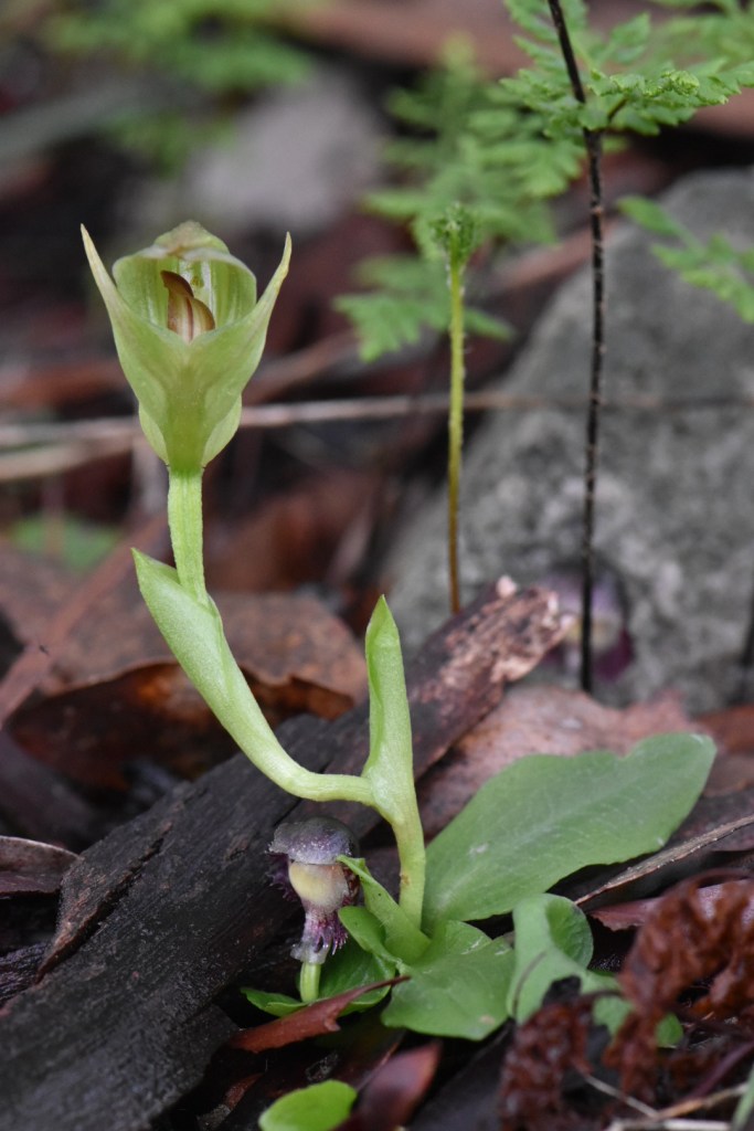 A 'The Great Goblin, whose kingdom lies under the Misty Mountains'.