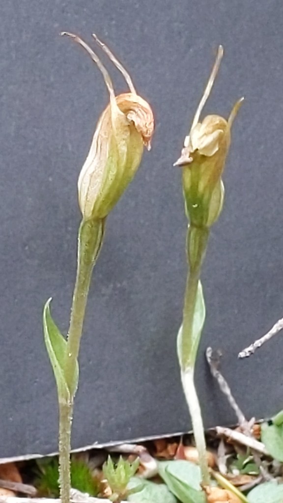 D Hmph. They just said we're past our prime!