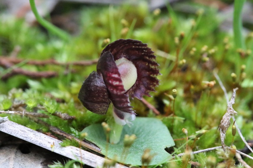 E 'Woops, I lost my hat.'