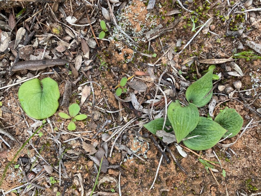 G Can I be in Parsons Band too?