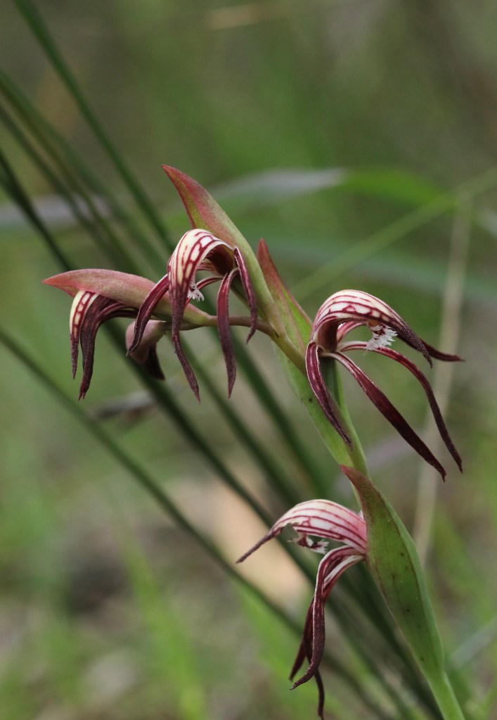 1. Pyrorchis nigricans