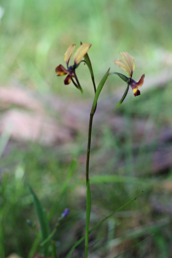2. Diuris orientis