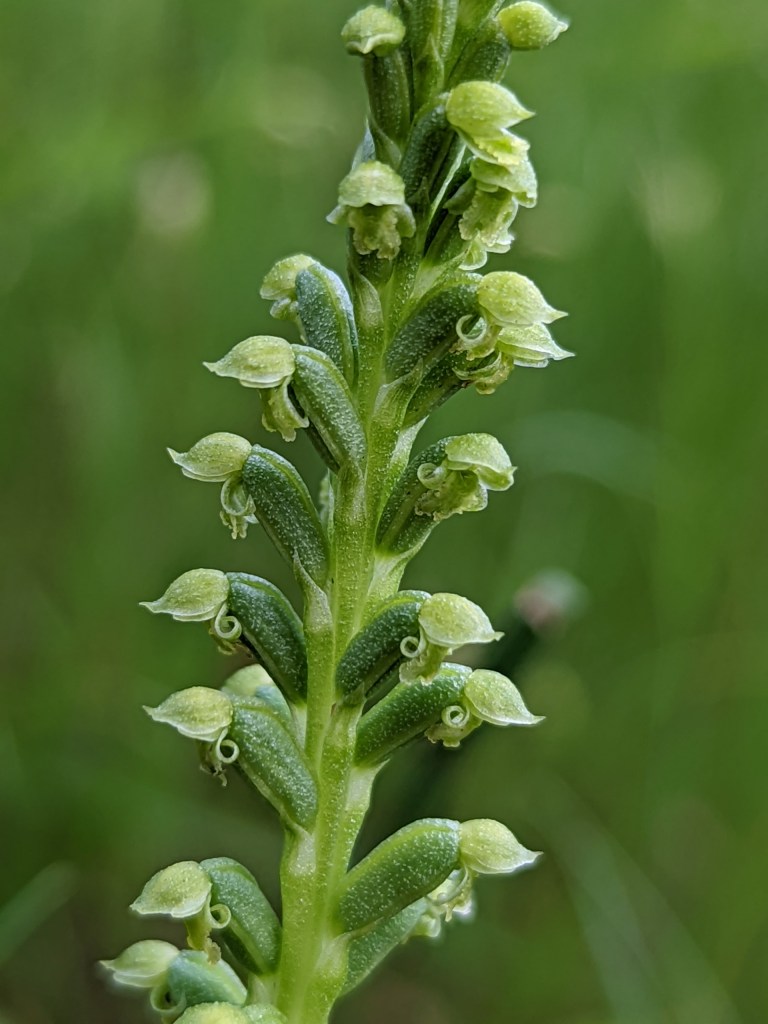 4. Microtis arenaria