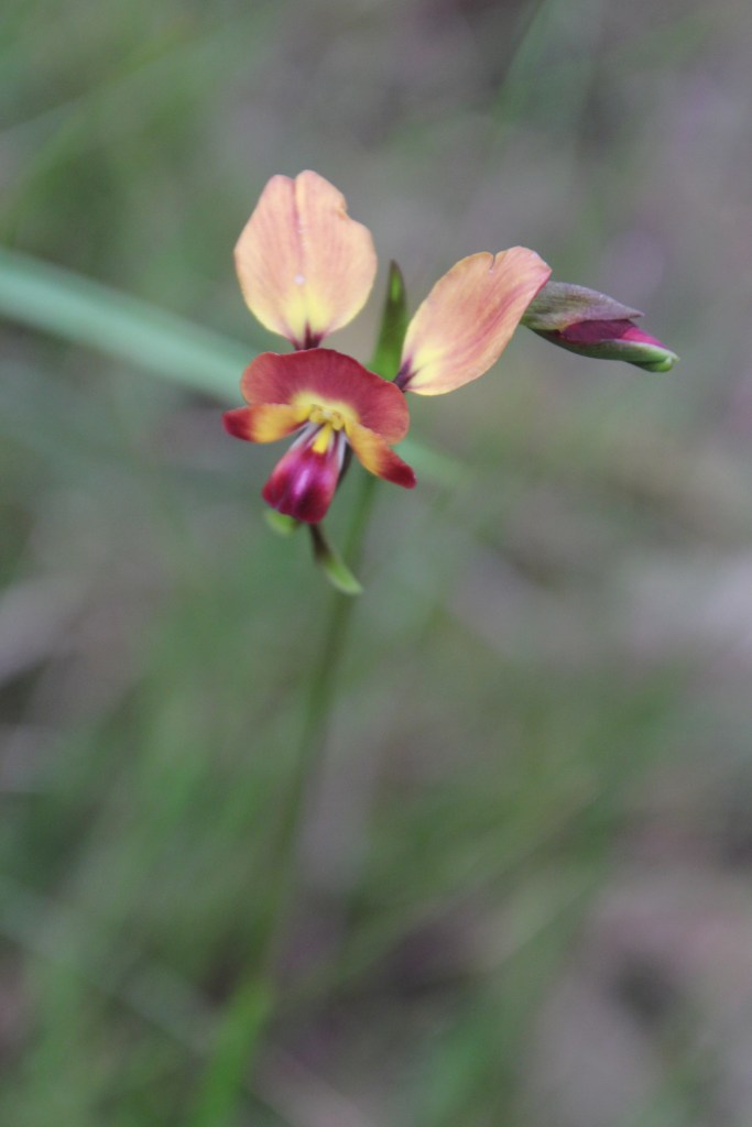 5. Diuris orientis