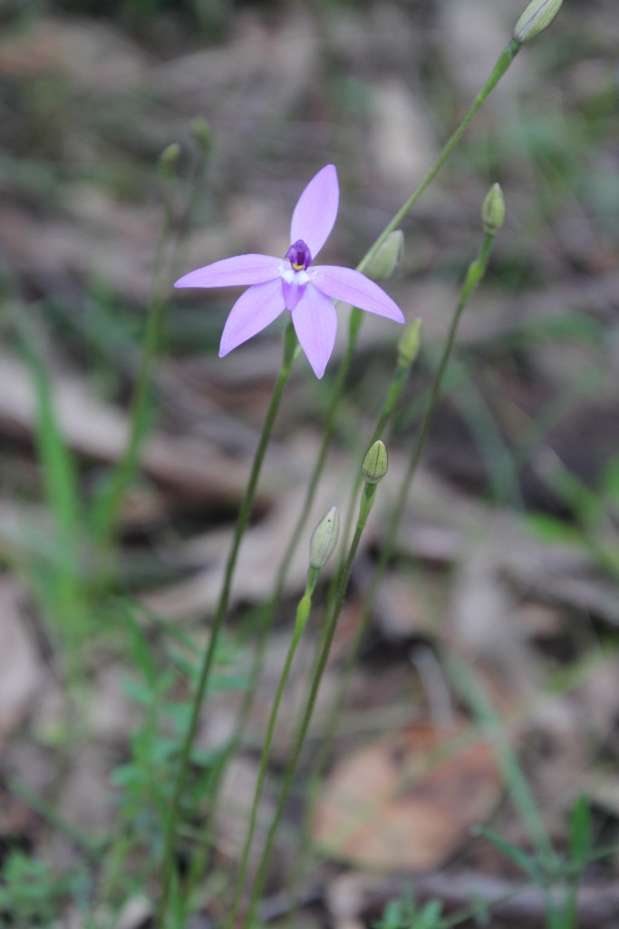 7. Glossodia major