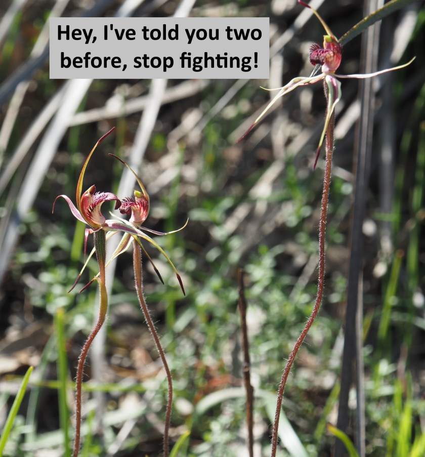 C Hey, I've told you two before, stop fighting!