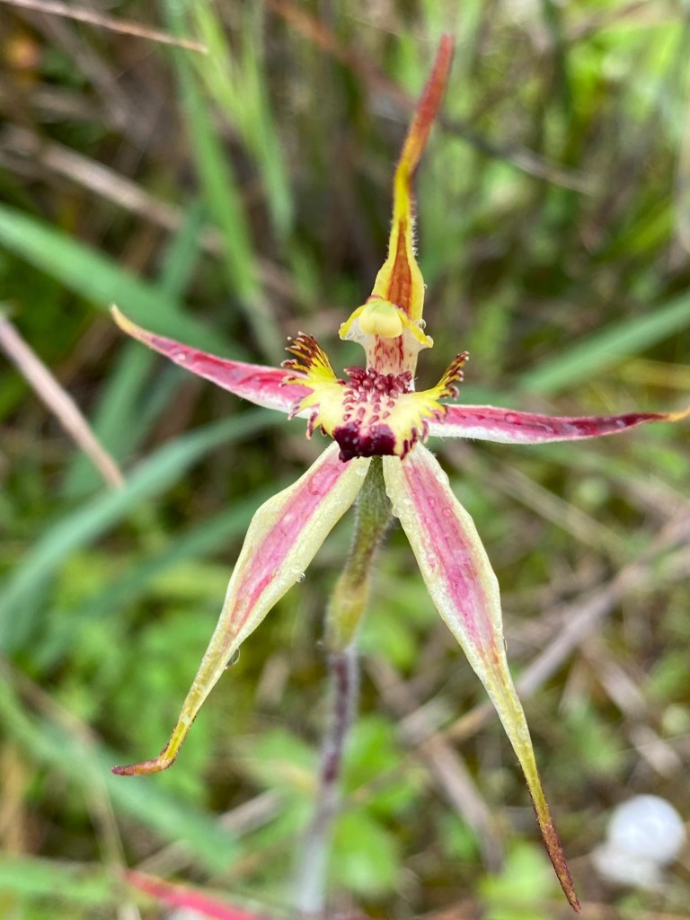 D 'I used to be brumalis, but now I'm conferta'd'