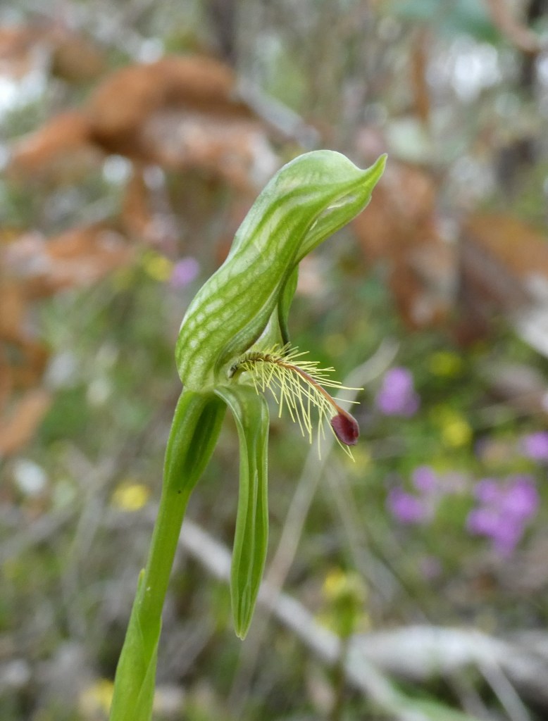 1. Plumatochilos sp.