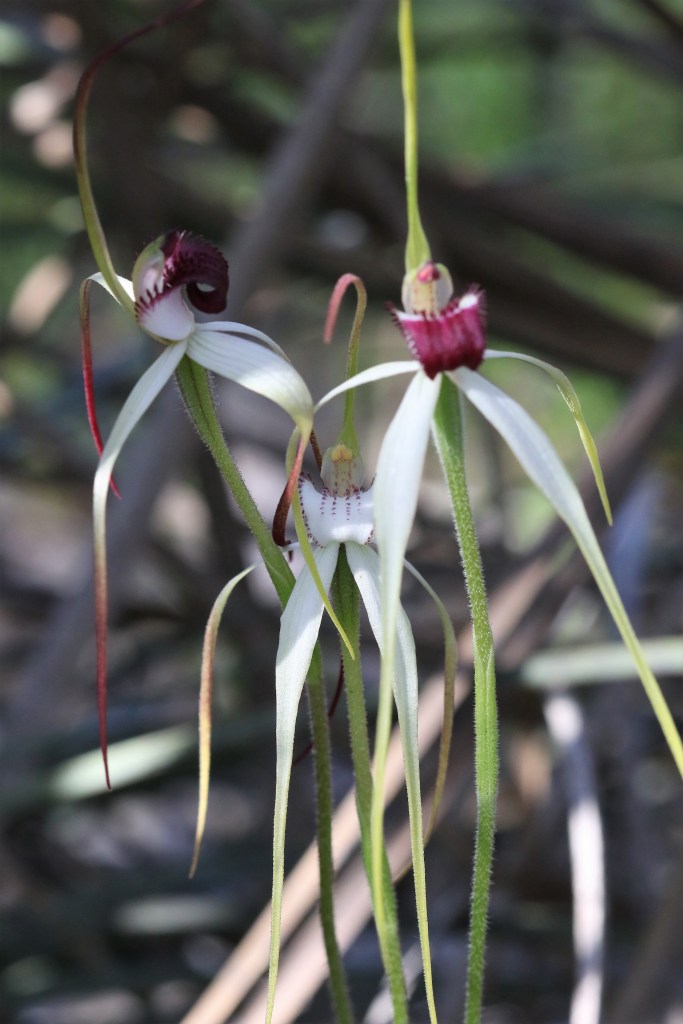2. Caladenia Behrii and hybrids