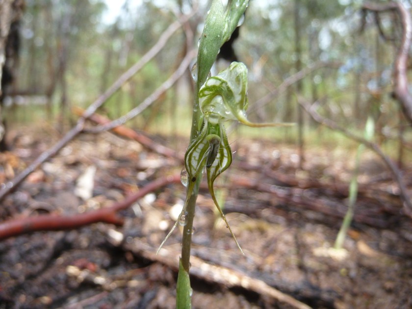 3. Oligochaetochilus psammophilus