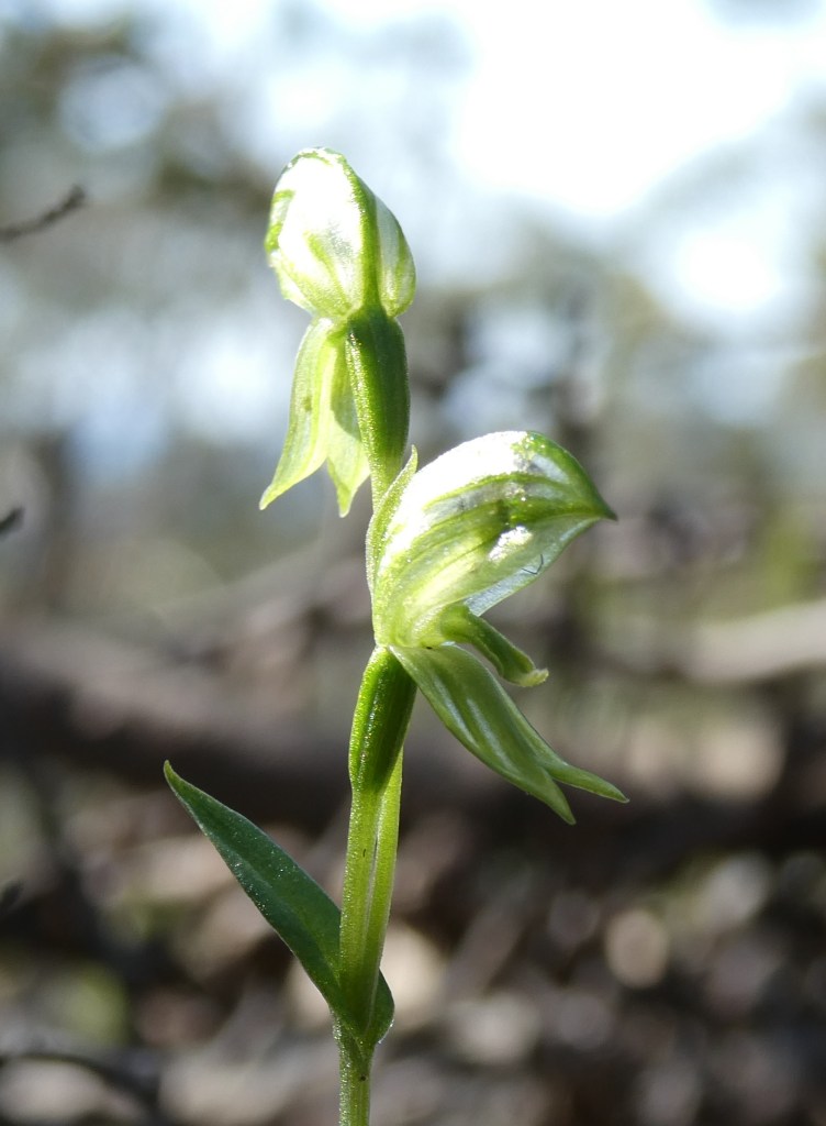 4. Bunochilus sp.