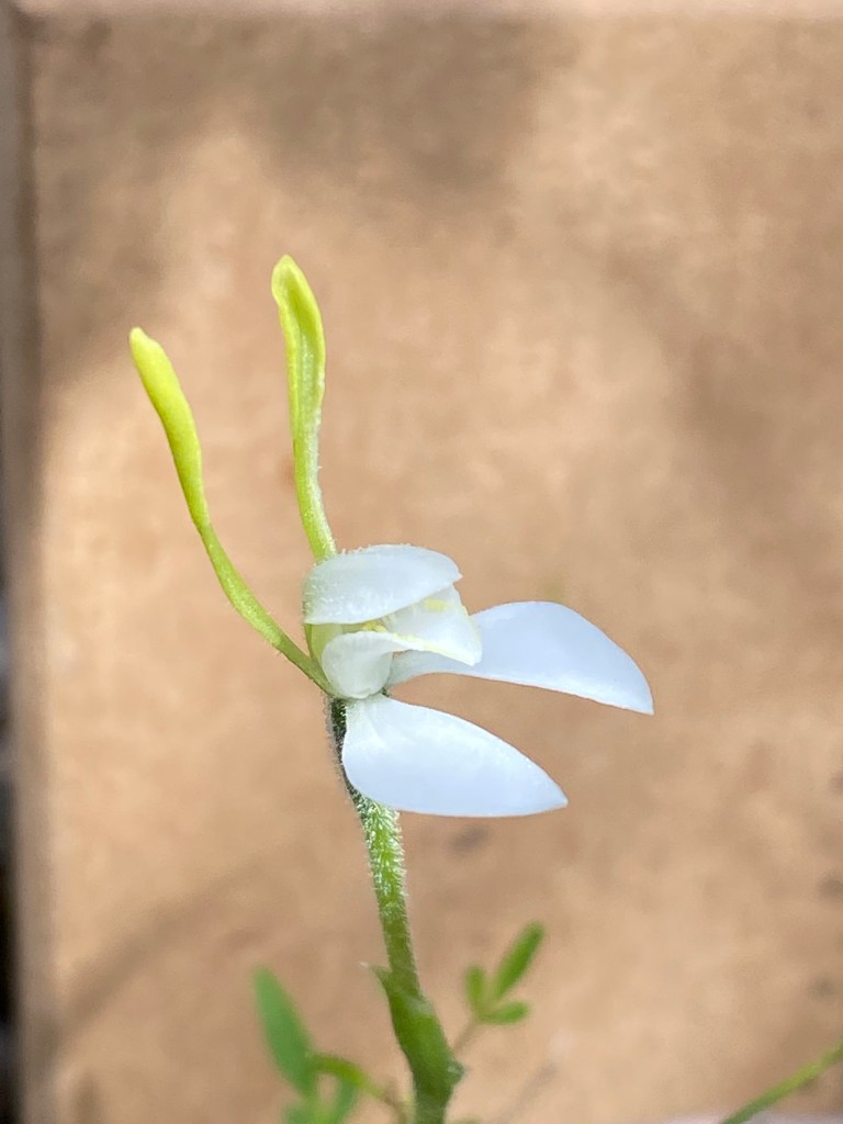 5. Leptoceras menziesii (white)