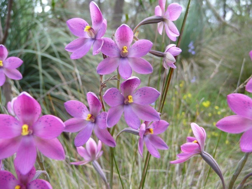 6. Thelymitra irregularis