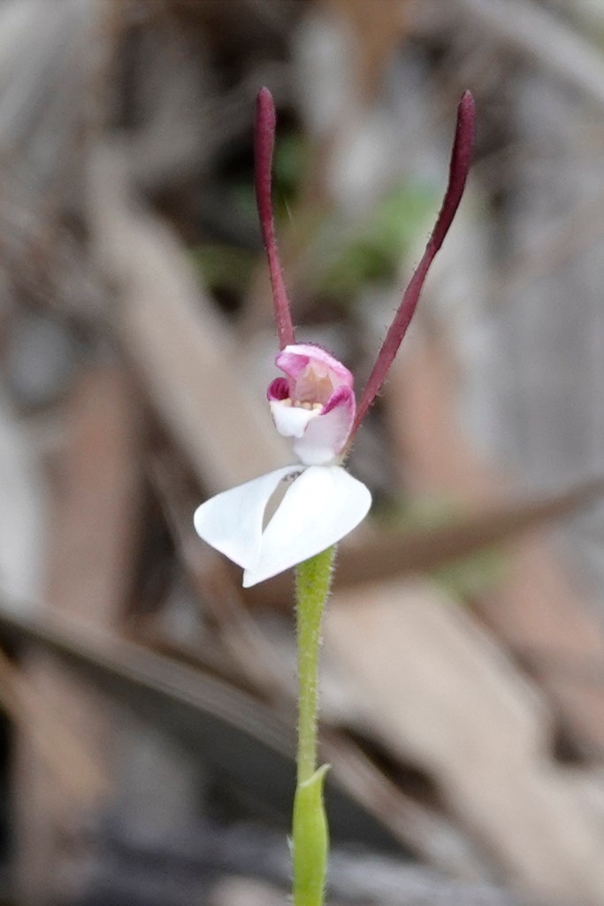 7. Leptoceras menziesii