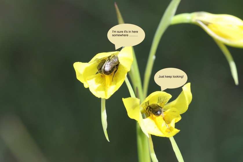 A ‘I’m sure it’s in here somewhere…..’ ‘Just keep looking!’