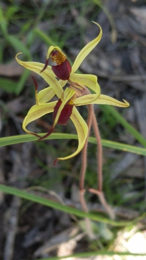 C ‘I told you it was a silly idea to try going piggyback’