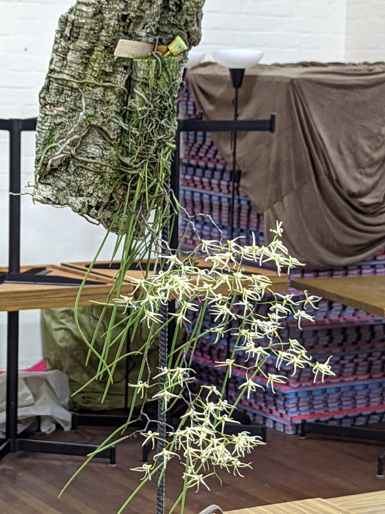 1. Dockrillia teretifolia