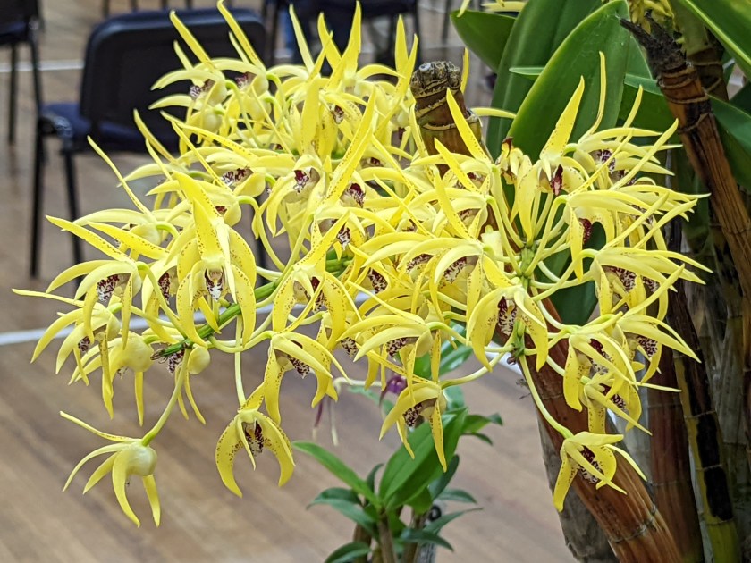2. Dendrobium Avrils Gold