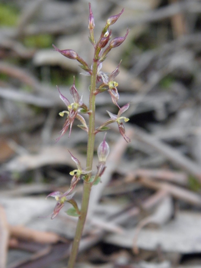 3. Acianthus pusillus