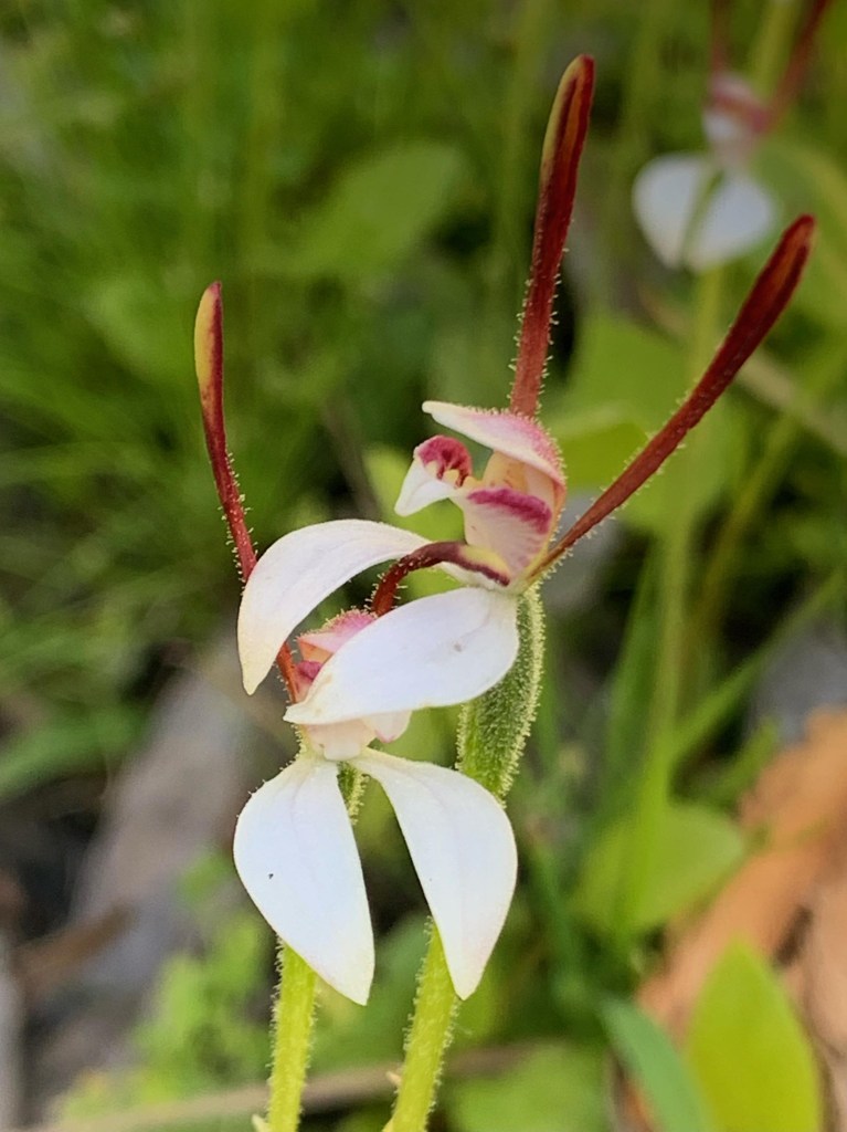 Don't look, Ehtel...