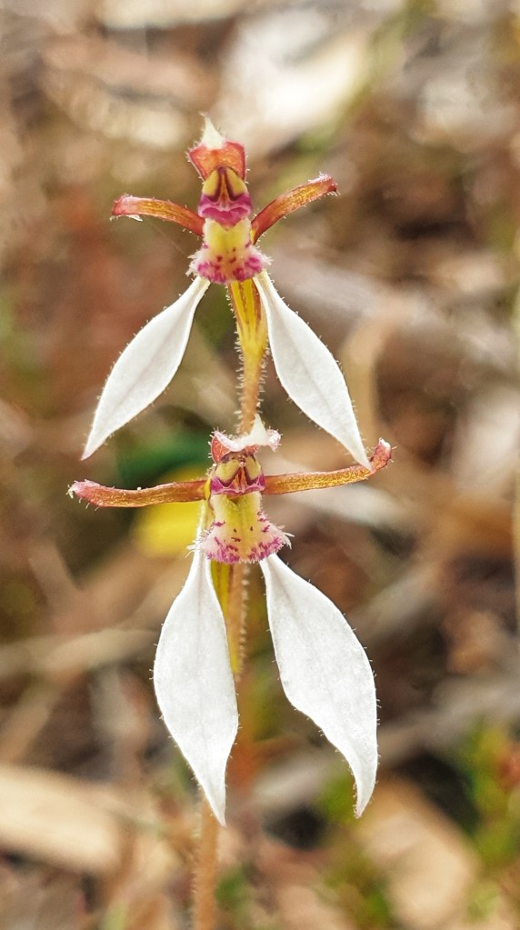 Yep, you definitely can see further when you stand on the shoulders of a giant